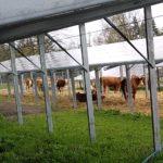 Agri-PV Testanlage Sunfarming Rathenow mit RIndern