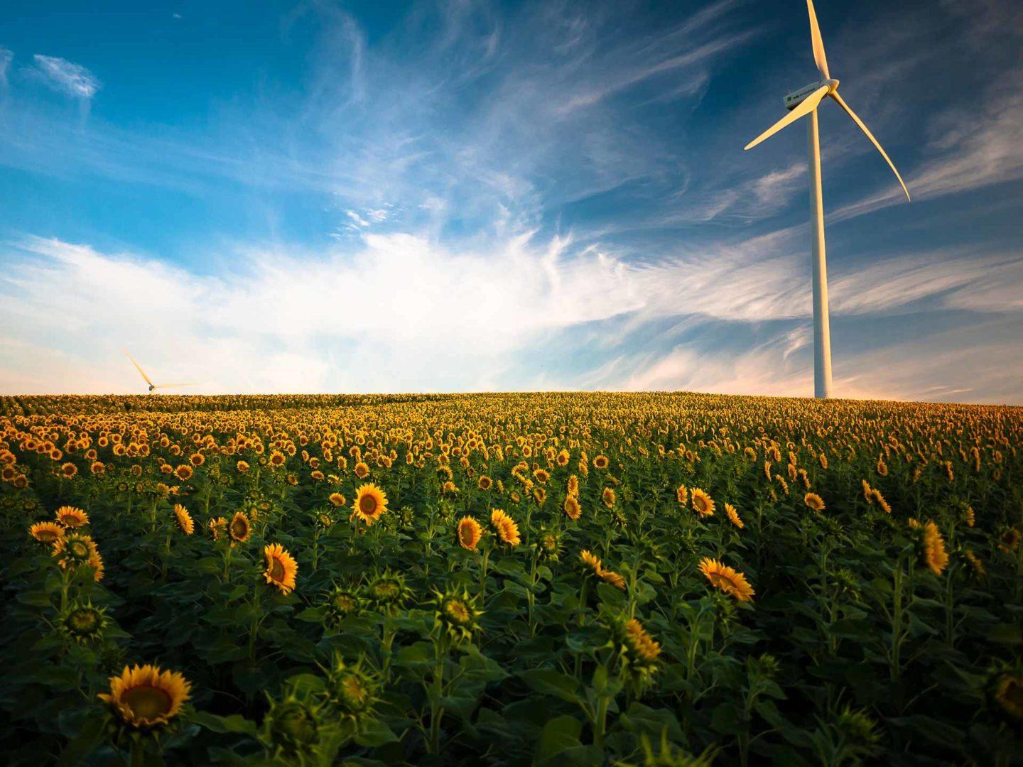 Sonnenblumen vor Windrad